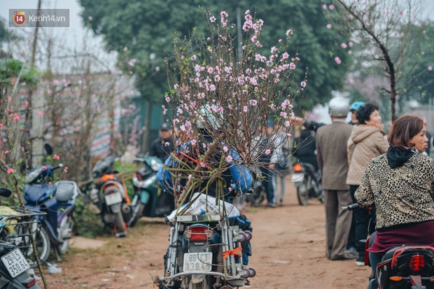 Người dân dưới chân cầu Nhật Tân xót xa khi đào nở rộ quá sớm - Ảnh 13. Người dân dưới chân cầu Nhật Tân xót xa khi đào nở rộ quá sớm - Ảnh 13.
