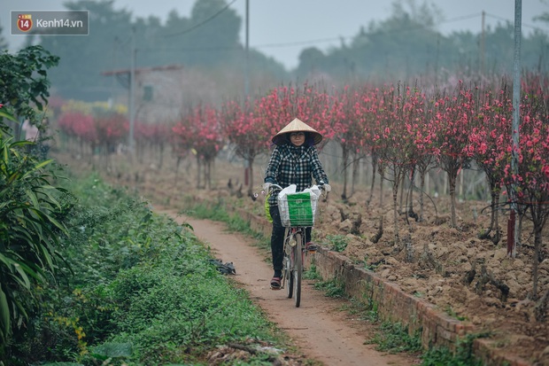 Người dân dưới chân cầu Nhật Tân xót xa khi đào nở rộ quá sớm - Ảnh 6. Người dân dưới chân cầu Nhật Tân xót xa khi đào nở rộ quá sớm - Ảnh 6.