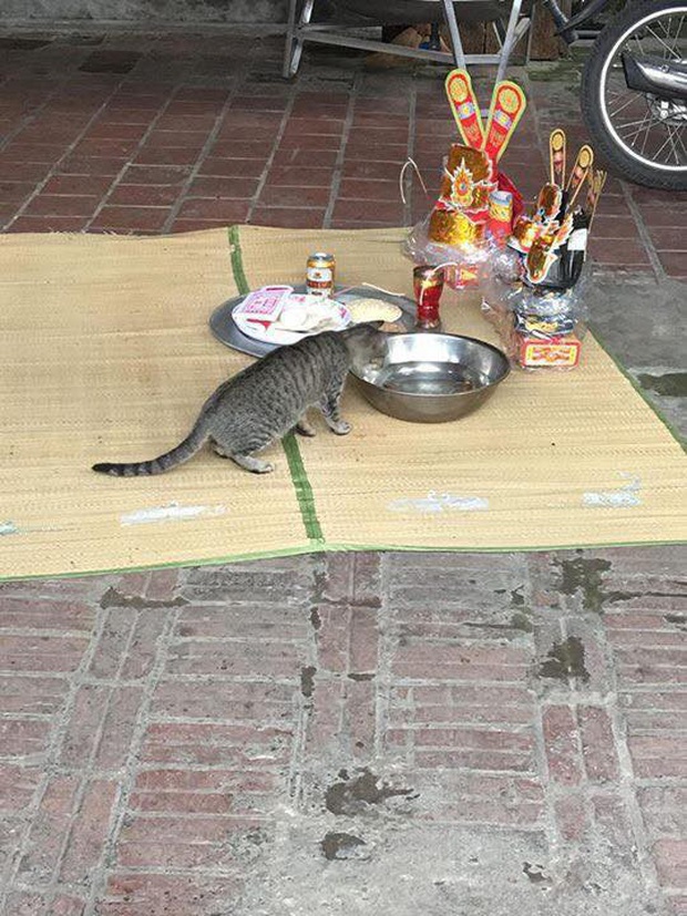 Festival Âm lịch đã gần lắm rồi, riêng những gia đình nuôi giặc nhà này thì chỉ một từ: Toang!!! - Ảnh 15. Festival Âm lịch đã gần lắm rồi, riêng những gia đình nuôi giặc nhà này thì chỉ một từ: Toang!!! - Ảnh 15.