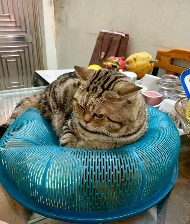 Còn nỗi đau nào bằng việc… tăng cân dịp Tết nhất, đã vậy còn không nhận ra điều đó thì kết cục sẽ như chú mèo này! - Ảnh 2. Còn nỗi đau nào bằng việc… tăng cân dịp Tết nhất, đã vậy còn không nhận ra điều đó thì kết cục sẽ như chú mèo này! - Ảnh 2.