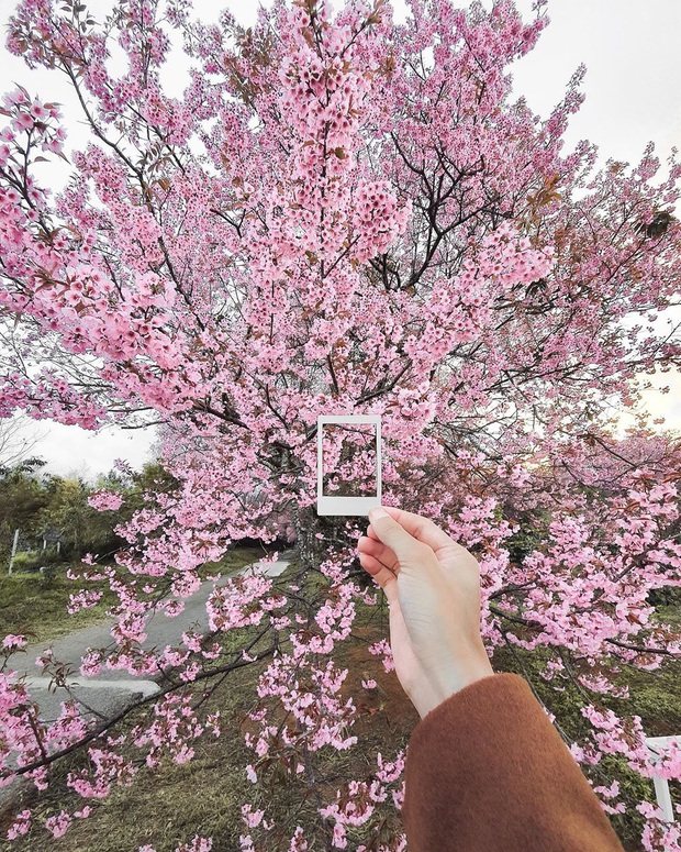 Nếu ngán ngẩm với cảnh tượng chen chúc check-in cùng mai anh đào ở Đà Lạt, bạn có thể chơi lớn sang Thái Lan ngắm rừng hoa đẹp như ngôn tình này - Ảnh 12. Nếu ngán ngẩm với cảnh tượng chen chúc check-in cùng mai anh đào ở Đà Lạt, bạn có thể chơi lớn sang Thái Lan ngắm rừng hoa đẹp như ngôn tình này - Ảnh 12.