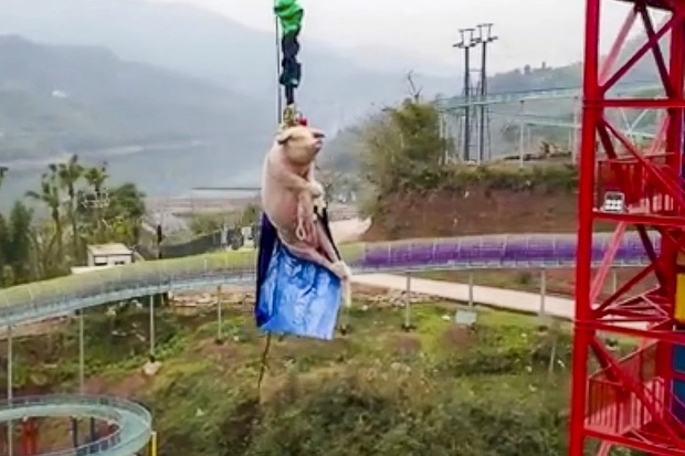 Đem trói lợn sống vào dây nhảy bungee để mua vui, công viên giải trí nhận cả tấn gạch đá từ cộng đồng mạng - Ảnh 1.
