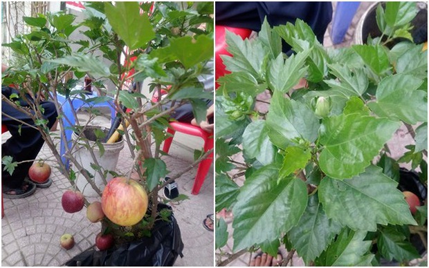 Lỡ mua phải loạt cây cảnh bị trúng lời nguyền để chơi Tết: Nhìn mà tức lắm luôn á! - Ảnh 3. Lỡ mua phải loạt cây cảnh bị trúng lời nguyền để chơi Tết: Nhìn mà tức lắm luôn á! - Ảnh 3.