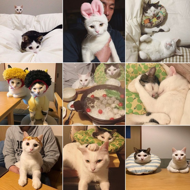Hai chú mèo trở thành ngôi sao Instagram nhờ… ngồi nhìn “con sen” ăn cơm: Bày biện đủ món mà boss chả được cơm cháo gì! - Ảnh 2. Hai chú mèo trở thành ngôi sao Instagram nhờ… ngồi nhìn “con sen” ăn cơm: Bày biện đủ món mà boss chả được cơm cháo gì! - Ảnh 2.