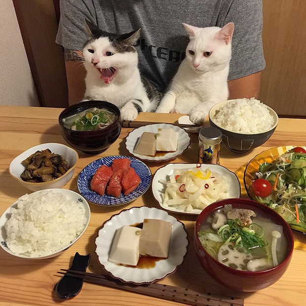 Hai chú mèo trở thành ngôi sao Instagram nhờ… ngồi nhìn “con sen” ăn cơm: Bày biện đủ món mà boss chả được cơm cháo gì! - Ảnh 5. Hai chú mèo trở thành ngôi sao Instagram nhờ… ngồi nhìn “con sen” ăn cơm: Bày biện đủ món mà boss chả được cơm cháo gì! - Ảnh 5.