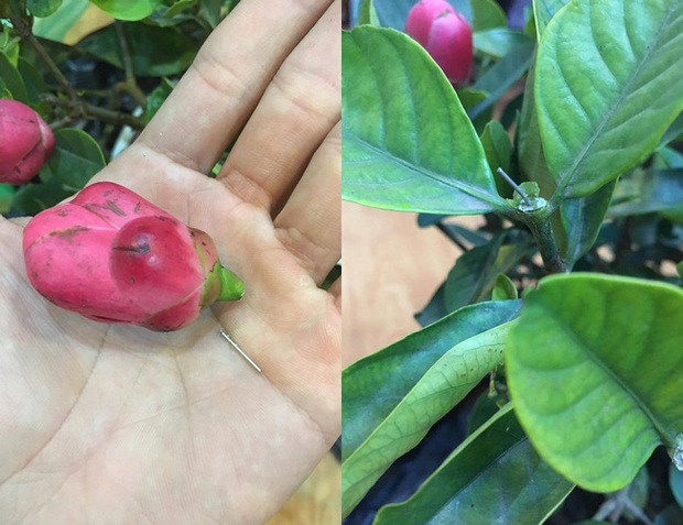 Lỡ mua phải loạt cây cảnh bị trúng lời nguyền để chơi Tết: Nhìn mà tức lắm luôn á! - Ảnh 7. Lỡ mua phải loạt cây cảnh bị trúng lời nguyền để chơi Tết: Nhìn mà tức lắm luôn á! - Ảnh 7.