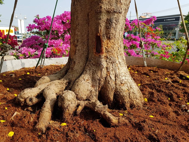 Ngắm mai cổ hơn 100 tuổi được rao giá 2,4 tỉ ở Cần Thơ - Ảnh 4. Ngắm mai cổ hơn 100 tuổi được rao giá 2,4 tỉ ở Cần Thơ - Ảnh 4.