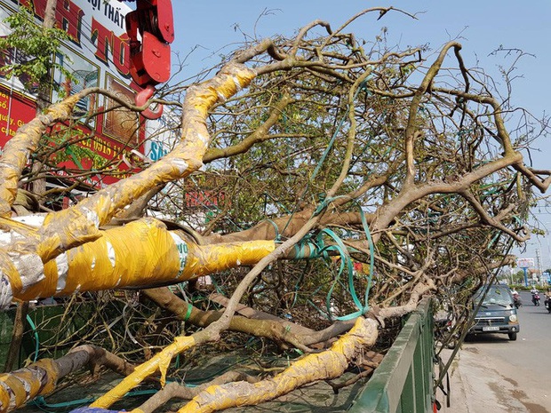 Ngắm mai cổ hơn 100 tuổi được rao giá 2,4 tỉ ở Cần Thơ - Ảnh 5. Ngắm mai cổ hơn 100 tuổi được rao giá 2,4 tỉ ở Cần Thơ - Ảnh 5.