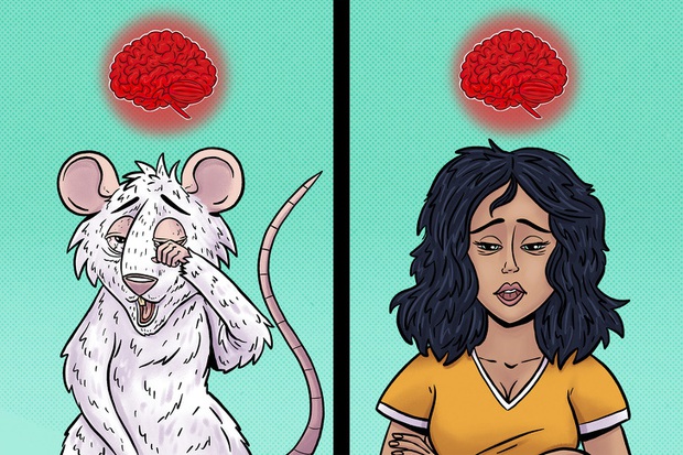 Tác hại kinh khủng của việc thiếu ngủ: Não bộ của bạn có thể tự ăn chính nó và đây là cách để thảm họa này không xảy ra - Ảnh 5. Tác hại kinh khủng của việc thiếu ngủ: Não bộ của bạn có thể tự ăn chính nó và đây là cách để thảm họa này không xảy ra - Ảnh 5.