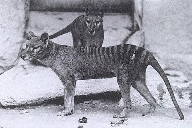 Cứ ngỡ đã tuyệt chủng từ những năm 1930, nhưng có lẽ hổ Tasmania vẫn còn tồn tại đâu đó ngoài kia - Ảnh 11. Cứ ngỡ đã tuyệt chủng từ những năm 1930, nhưng có lẽ hổ Tasmania vẫn còn tồn tại đâu đó ngoài kia - Ảnh 11.