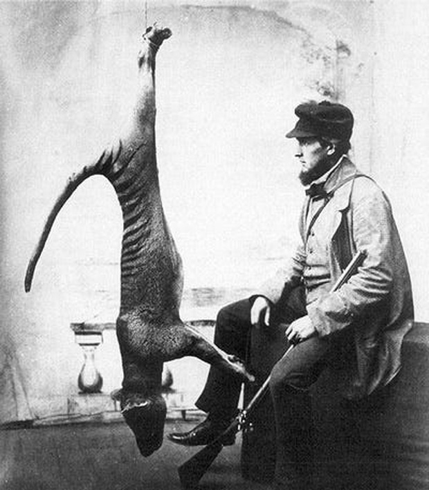 Cứ ngỡ đã tuyệt chủng từ những năm 1930, nhưng có lẽ hổ Tasmania vẫn còn tồn tại đâu đó ngoài kia - Ảnh 12. Cứ ngỡ đã tuyệt chủng từ những năm 1930, nhưng có lẽ hổ Tasmania vẫn còn tồn tại đâu đó ngoài kia - Ảnh 12.