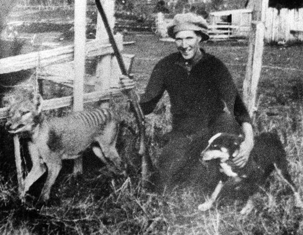 Cứ ngỡ đã tuyệt chủng từ những năm 1930, nhưng có lẽ hổ Tasmania vẫn còn tồn tại đâu đó ngoài kia - Ảnh 13. Cứ ngỡ đã tuyệt chủng từ những năm 1930, nhưng có lẽ hổ Tasmania vẫn còn tồn tại đâu đó ngoài kia - Ảnh 13.