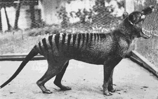 Cứ ngỡ đã tuyệt chủng từ những năm 1930, nhưng có lẽ hổ Tasmania vẫn còn tồn tại đâu đó ngoài kia - Ảnh 14. Cứ ngỡ đã tuyệt chủng từ những năm 1930, nhưng có lẽ hổ Tasmania vẫn còn tồn tại đâu đó ngoài kia - Ảnh 14.