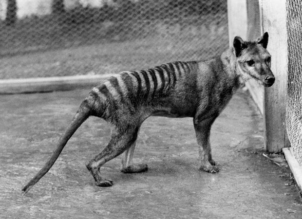 Cứ ngỡ đã tuyệt chủng từ những năm 1930, nhưng có lẽ hổ Tasmania vẫn còn tồn tại đâu đó ngoài kia - Ảnh 15. Cứ ngỡ đã tuyệt chủng từ những năm 1930, nhưng có lẽ hổ Tasmania vẫn còn tồn tại đâu đó ngoài kia - Ảnh 15.