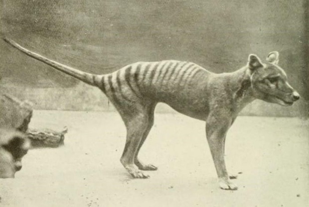 Cứ ngỡ đã tuyệt chủng từ những năm 1930, nhưng có lẽ hổ Tasmania vẫn còn tồn tại đâu đó ngoài kia - Ảnh 17. Cứ ngỡ đã tuyệt chủng từ những năm 1930, nhưng có lẽ hổ Tasmania vẫn còn tồn tại đâu đó ngoài kia - Ảnh 17.
