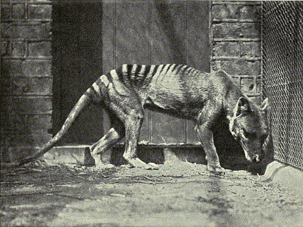 Cứ ngỡ đã tuyệt chủng từ những năm 1930, nhưng có lẽ hổ Tasmania vẫn còn tồn tại đâu đó ngoài kia - Ảnh 4. Cứ ngỡ đã tuyệt chủng từ những năm 1930, nhưng có lẽ hổ Tasmania vẫn còn tồn tại đâu đó ngoài kia - Ảnh 4.