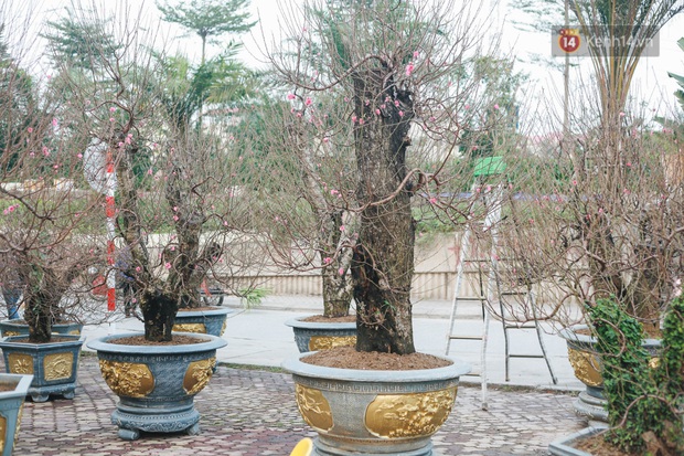 Tết Canh tý 2020 đã cận kề, nhiều gốc đào cổ thụ giá “khủng” xuất hiện trên đường phố Hà Nội - Ảnh 7.