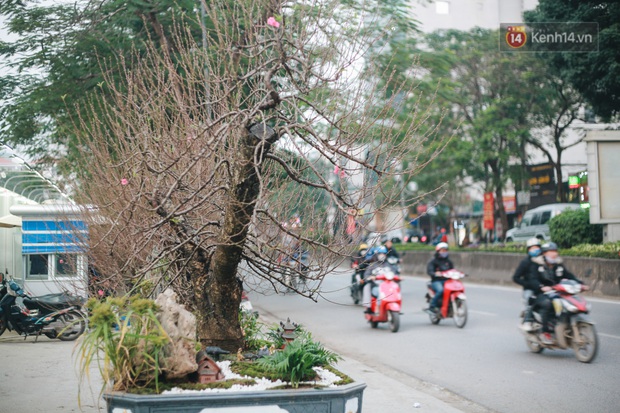Tết Canh tý 2020 đã cận kề, nhiều gốc đào cổ thụ giá “khủng” xuất hiện trên đường phố Hà Nội - Ảnh 8.