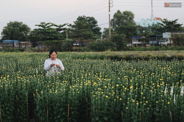 Cánh đồng hoa lớn nhất Sài Gòn khoe sắc rực rỡ, người nông dân cười tươi chuẩn bị xuống chợ hoa Xuân - Ảnh 7.