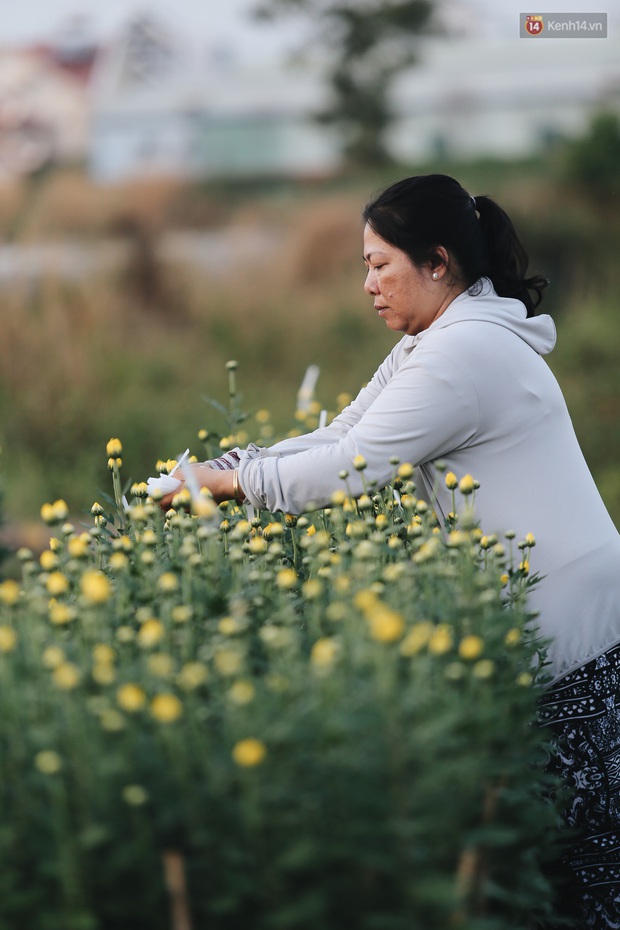 Cánh đồng hoa lớn nhất Sài Gòn khoe sắc rực rỡ, người nông dân cười tươi chuẩn bị xuống chợ hoa Xuân - Ảnh 10.