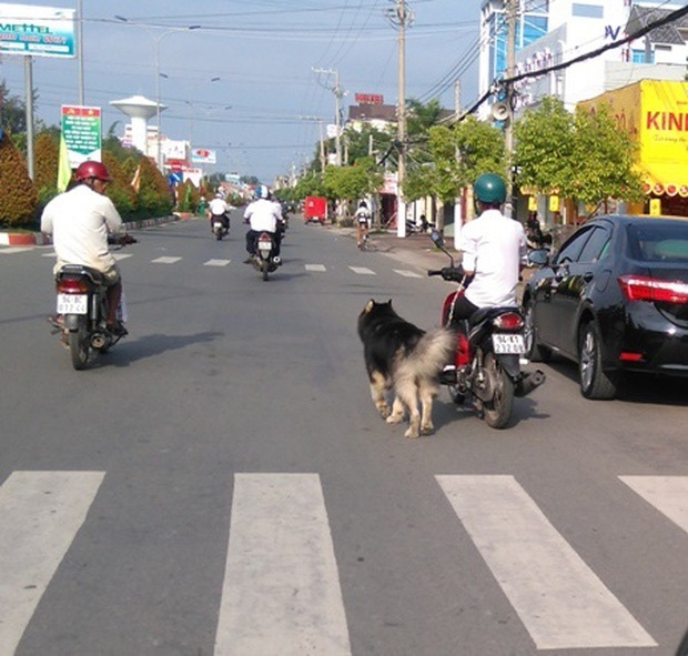 Từ 1/1/2020: Dắt chó đi dạo trên đường bằng xe máy sẽ bị xử phạt 200.000 đồng - Ảnh 1.