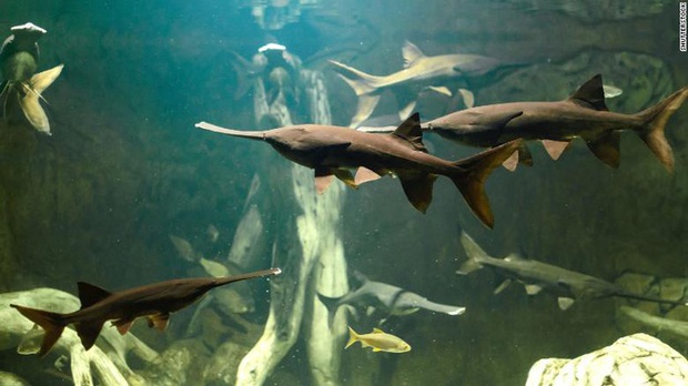 Cá cổ đại nặng gần nửa tấn ở Trung Quốc tuyệt chủng dưới tay con người - Ảnh 1.
