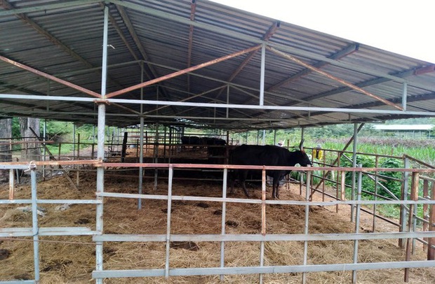 Người chăm đàn bò tót gen quý gầy trơ xương: Chờ được tiền xuống thì bò chết - Ảnh 2.