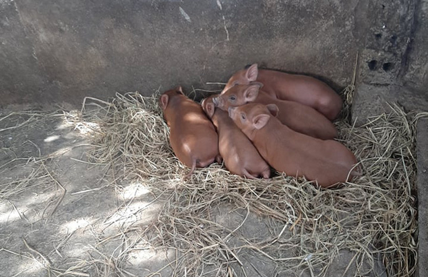 Chuyện lạ: Một cô lợn nái đẻ liên tục 2 lứa tổng cộng 21 chú lợn con chỉ sau 18 ngày - Ảnh 1.