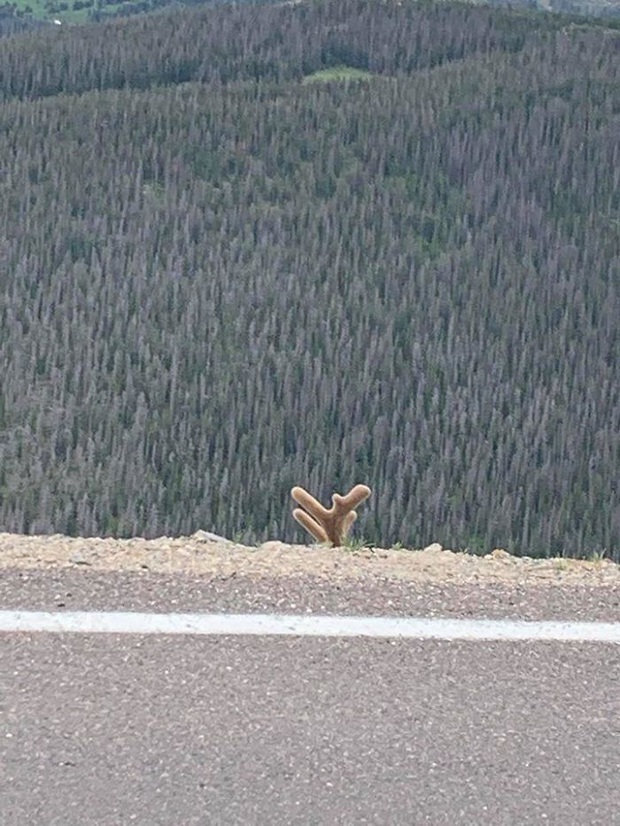 Khi những tay máy nghiệp dư rủ nhau đi chụp ảnh động vật và loạt ảnh xấu để đời đủ khiến dân mạng cười đến mấy ngày - Ảnh 5.