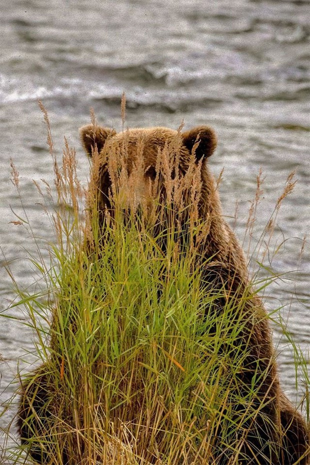 Khi những tay máy nghiệp dư rủ nhau đi chụp ảnh động vật và loạt ảnh xấu để đời đủ khiến dân mạng cười đến mấy ngày - Ảnh 24.