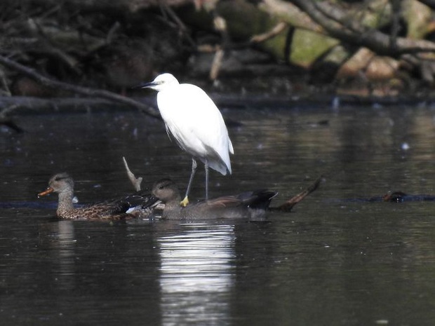 Khi những tay máy nghiệp dư rủ nhau đi chụp ảnh động vật và loạt ảnh xấu để đời đủ khiến dân mạng cười đến mấy ngày - Ảnh 33.