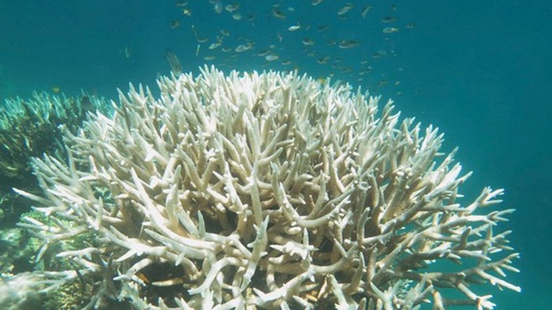 Rạn san hô lớn nhất thế giới Great Barrier bị tẩy trắng sẽ khó phục hồi - Ảnh 1.