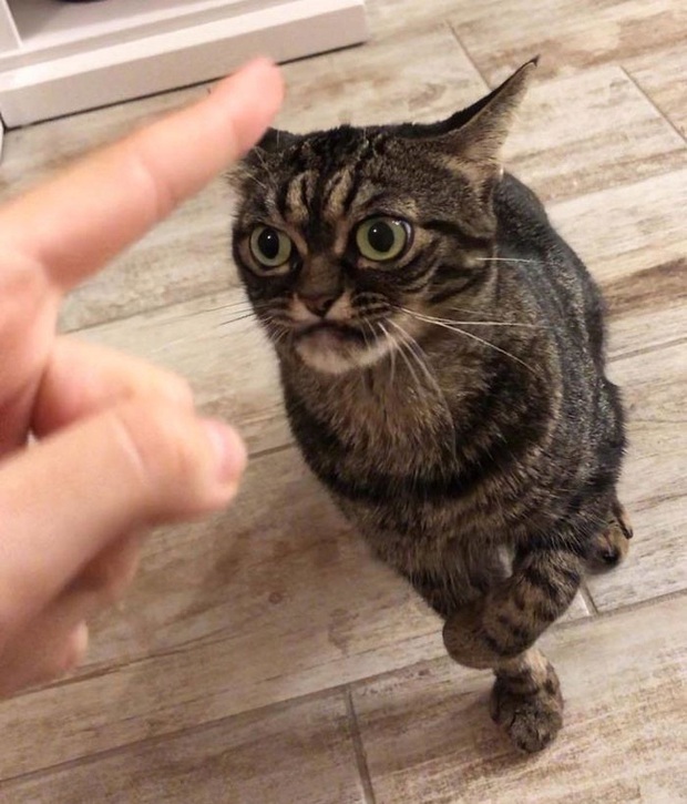 Chú mèo có khuôn mặt cáu kỉnh, lúc nào cũng như đang hờn dỗi cả thế giới nhưng vẫn khiến nhiều người muốn bế về nuôi - Ảnh 5. Chú mèo có khuôn mặt cáu kỉnh, lúc nào cũng như đang hờn dỗi cả thế giới nhưng vẫn khiến nhiều người muốn bế về nuôi - Ảnh 5.
