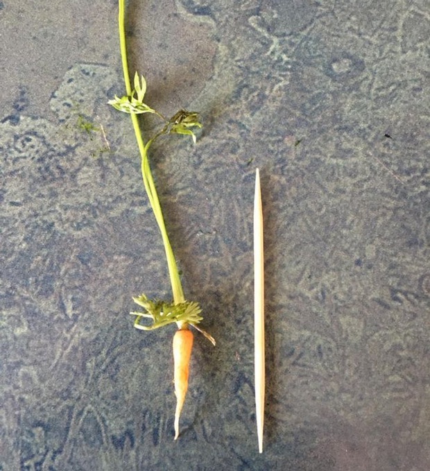 Bộ ảnh chứng minh muôn loài đều có phiên bản mini hoặc khổng lồ của chính nó, đa số trong đó chúng ta chưa thấy bao giờ - Ảnh 2.