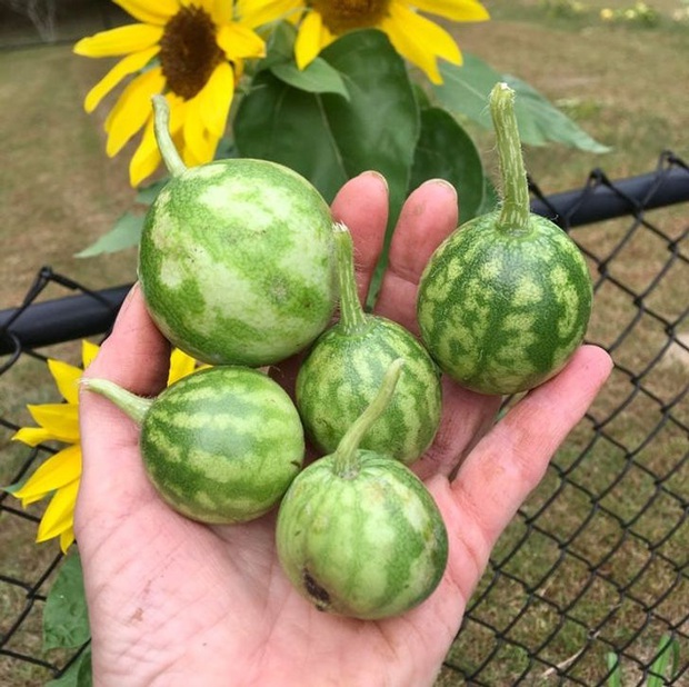 Bộ ảnh chứng minh muôn loài đều có phiên bản mini hoặc khổng lồ của chính nó, đa số trong đó chúng ta chưa thấy bao giờ - Ảnh 3.