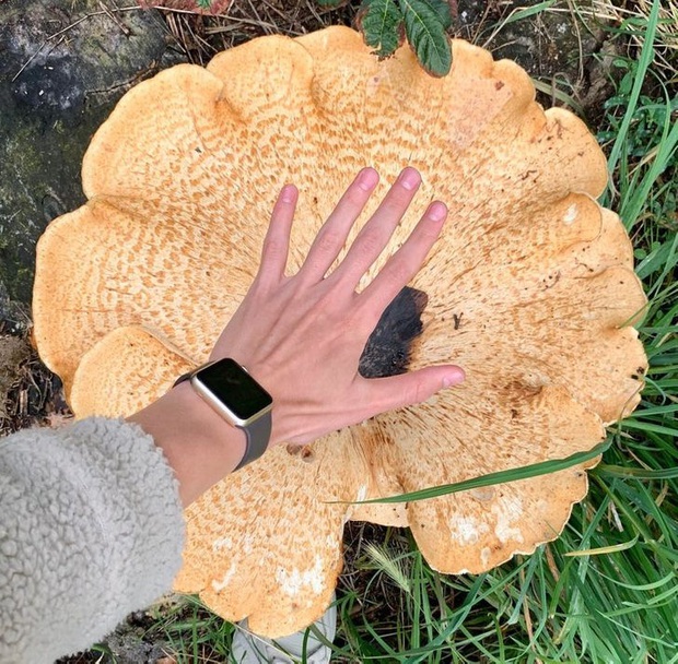 Bộ ảnh chứng minh muôn loài đều có phiên bản mini hoặc khổng lồ của chính nó, đa số trong đó chúng ta chưa thấy bao giờ - Ảnh 5.