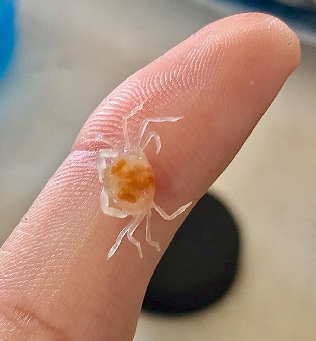 Bộ ảnh chứng minh muôn loài đều có phiên bản mini hoặc khổng lồ của chính nó, đa số trong đó chúng ta chưa thấy bao giờ - Ảnh 8.