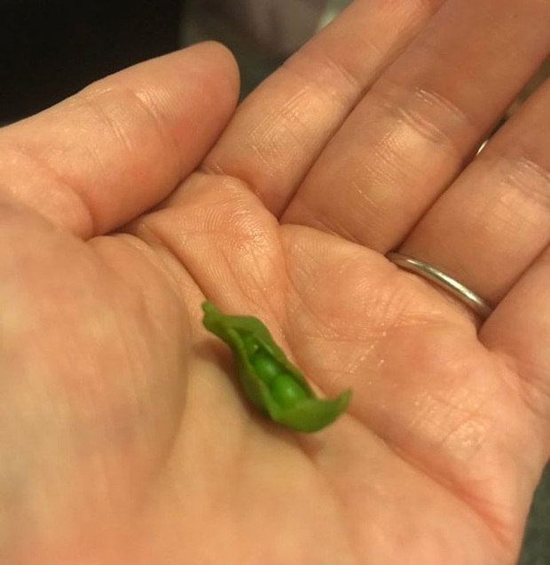 Bộ ảnh chứng minh muôn loài đều có phiên bản mini hoặc khổng lồ của chính nó, đa số trong đó chúng ta chưa thấy bao giờ - Ảnh 13.