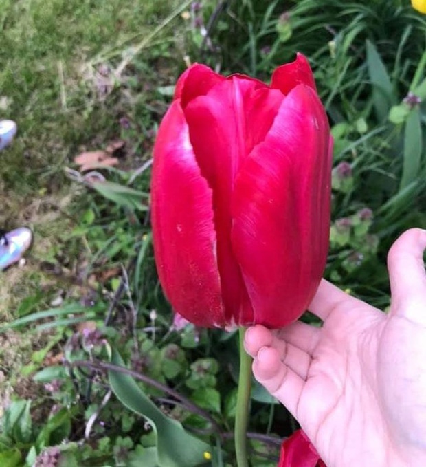 Bộ ảnh chứng minh muôn loài đều có phiên bản mini hoặc khổng lồ của chính nó, đa số trong đó chúng ta chưa thấy bao giờ - Ảnh 14.