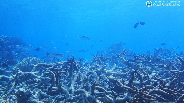 Climate Change: The 500 Thousand Year Old Great Barrier Reef Has Lost ...