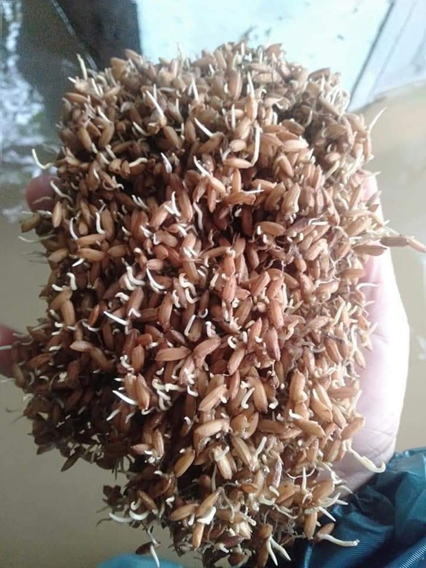 Khung cảnh nhà cửa tan hoang sau trận đại hồng thuỷ ở Quảng Bình: Tài sản bị ngâm nước nhầy nhụa bùn đất, thóc mọc mầm, vật nuôi chết hàng loạt - Ảnh 5.