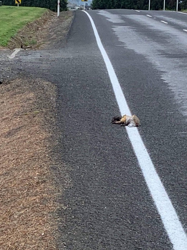 Xác chồn chết nằm ngay trên vạch kẻ đường nhưng vẫn bị sơn lên, dân mạng bức xúc không hiểu đội thi công nghĩ gì - Ảnh 2.
