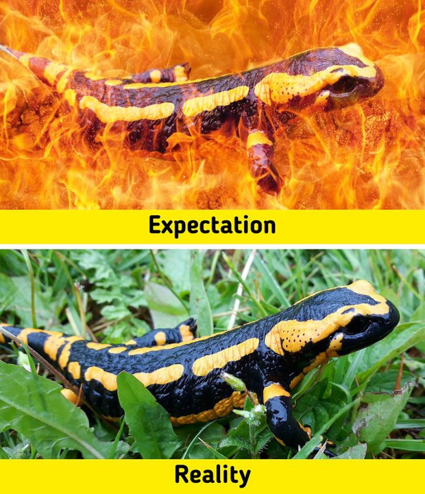 7 sinh vật huyền thoại tưởng chỉ có ở phim ảnh nhưng lại từng làm mưa làm gió Trái Đất trong quá khứ, nàng tiên cá cũng không là ngoại lệ - Ảnh 3.