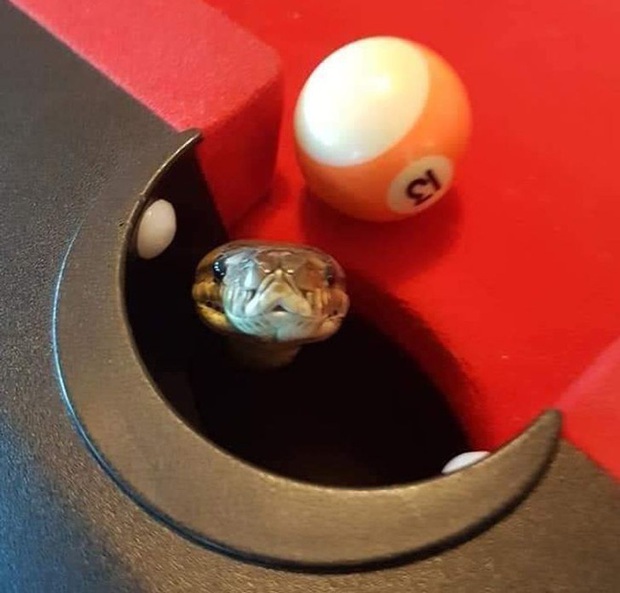 Loạt ảnh có khả năng khiến con người bừng tỉnh chào ngày mới hiệu quả nhất, chứng tỏ cuộc sống đôi khi không khác gì cuốn phim... kinh dị - Ảnh 3.