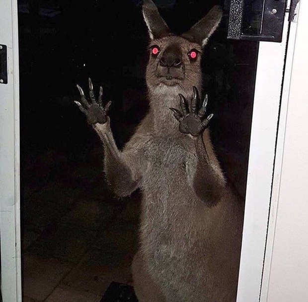 Loạt ảnh có khả năng khiến con người bừng tỉnh chào ngày mới hiệu quả nhất, chứng tỏ cuộc sống đôi khi không khác gì cuốn phim... kinh dị - Ảnh 10.