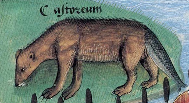 Khi họa sĩ thời Trung Cổ trổ tài vẽ lại động vật qua lời kể, con nào cũng sai trái hết hồn luôn - Ảnh 9.