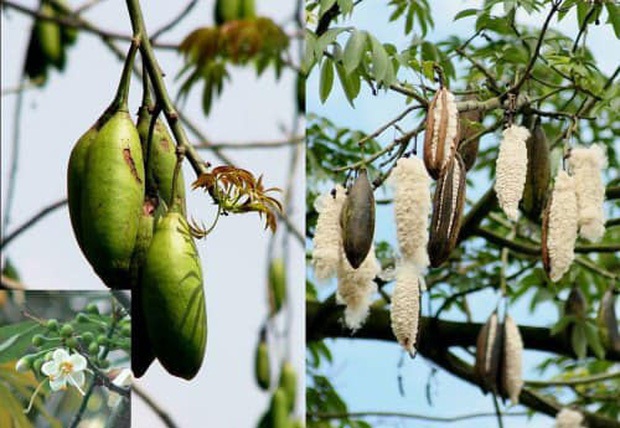 Không ngờ Việt Nam có 2 loại mủ cây có thể ăn được, còn từng là thức quà tuổi thơ của bao người - Ảnh 1.