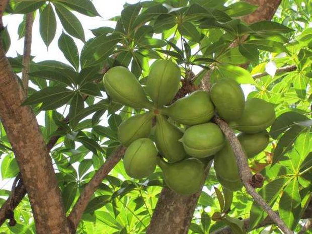 Không ngờ Việt Nam có 2 loại mủ cây có thể ăn được, còn từng là thức quà tuổi thơ của bao người - Ảnh 4.