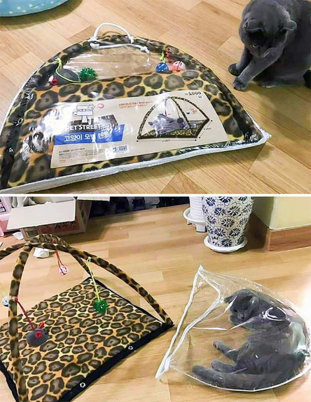 Khi các hoàng thượng chán cảnh đệm êm chăn ấm, chuyển sang phong cách bạ đâu nằm đấy cho thoải mái - Ảnh 6.