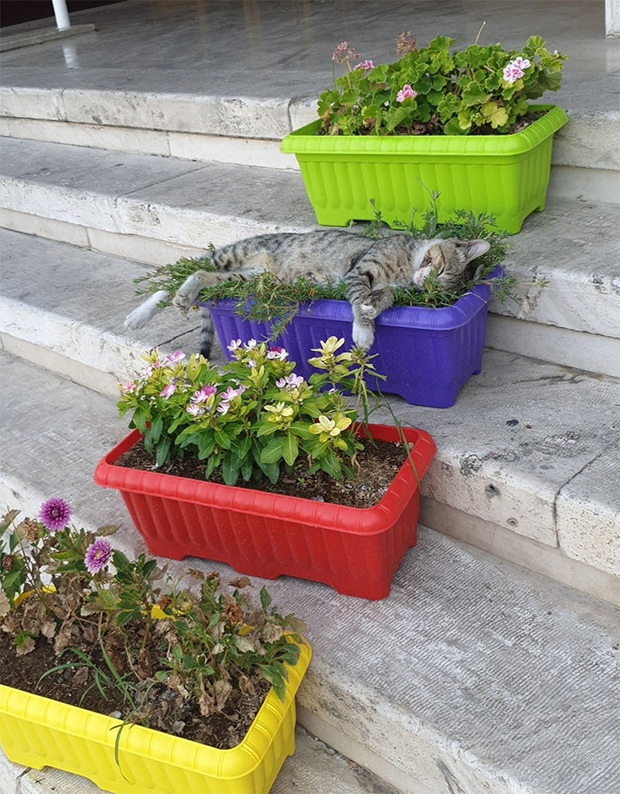 Khi các hoàng thượng chán cảnh đệm êm chăn ấm, chuyển sang phong cách bạ đâu nằm đấy cho thoải mái - Ảnh 11.